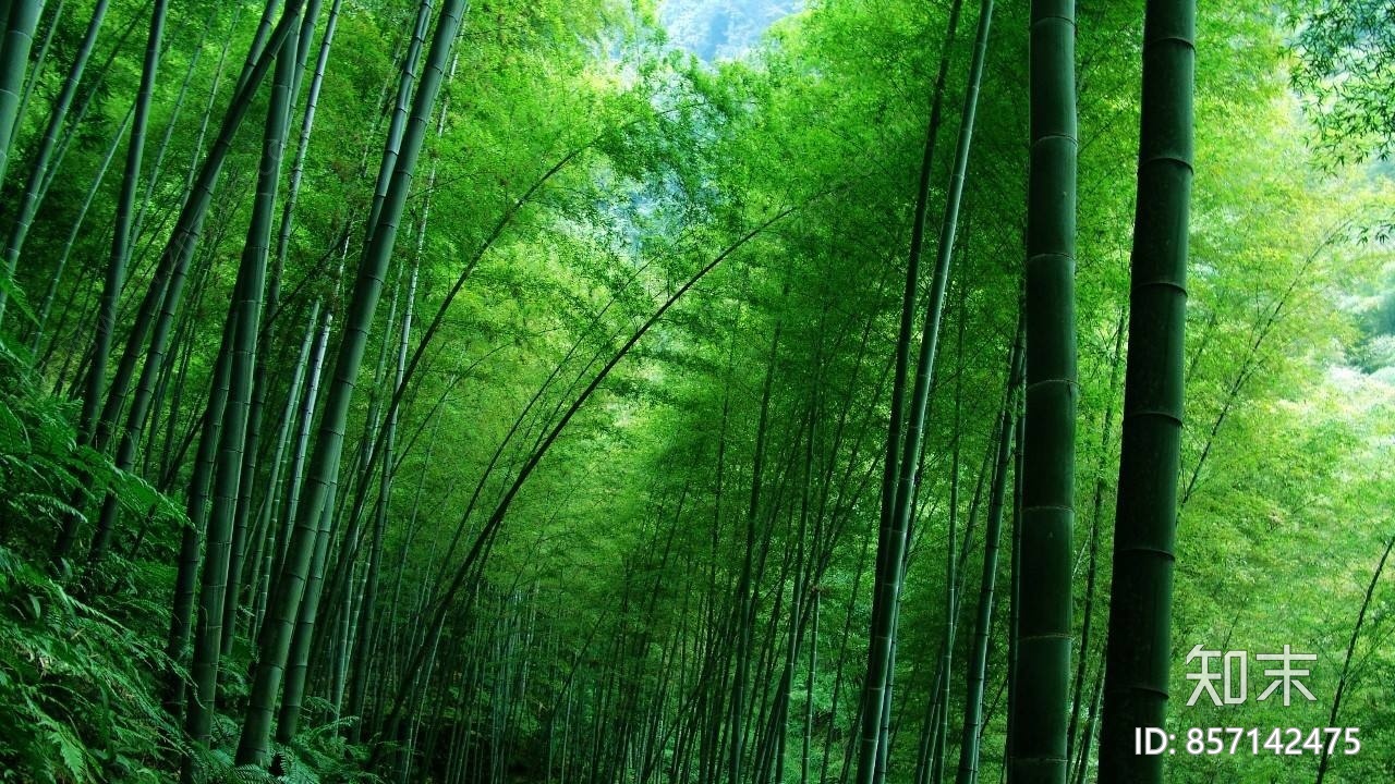 高清绿色树林竹林壁纸贴图下载 知末网贴图库