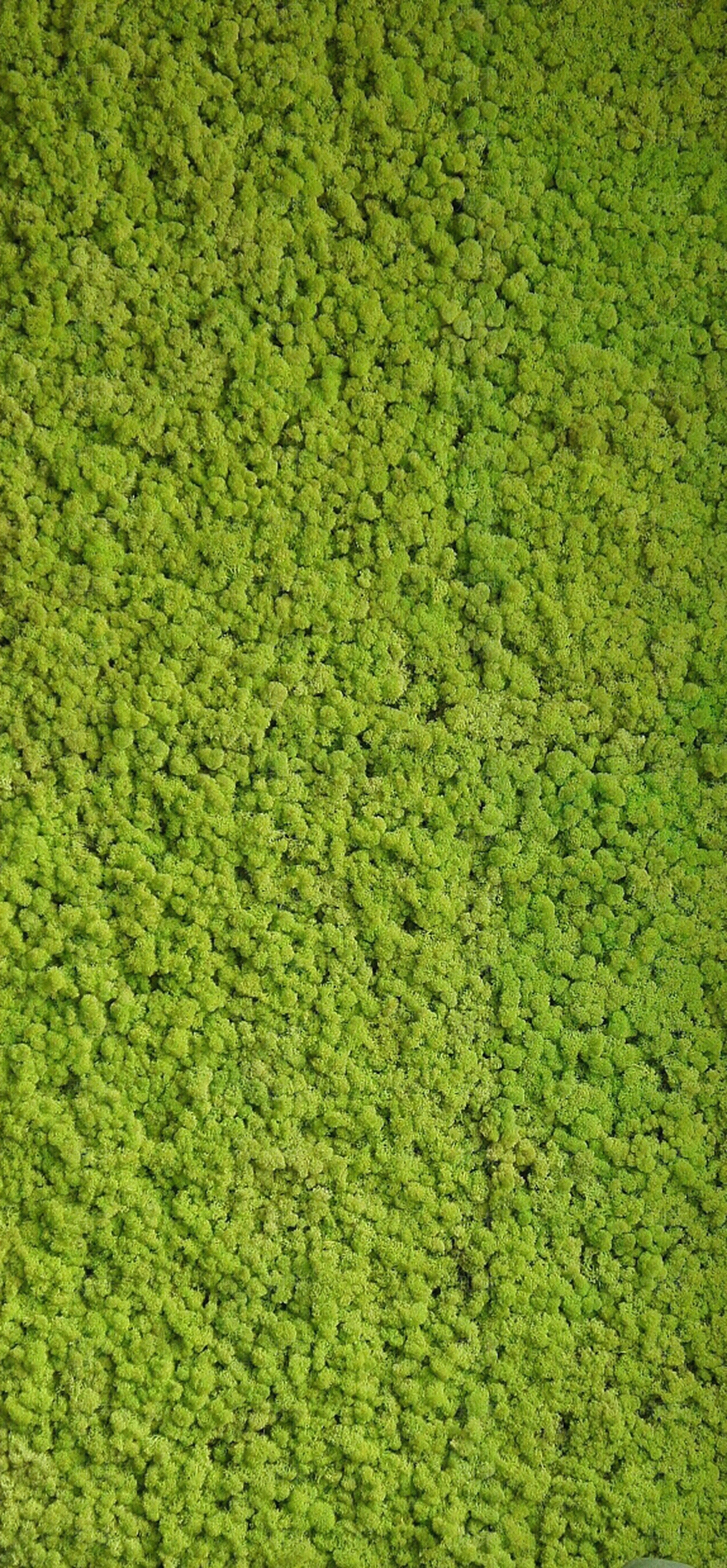 植物墙贴图下载【ID:957319327】