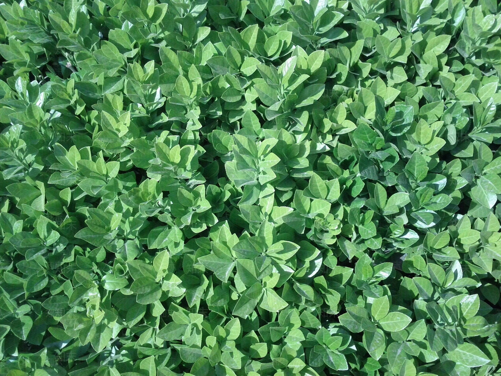 绿色灌木植物贴图下载【ID:757390550】