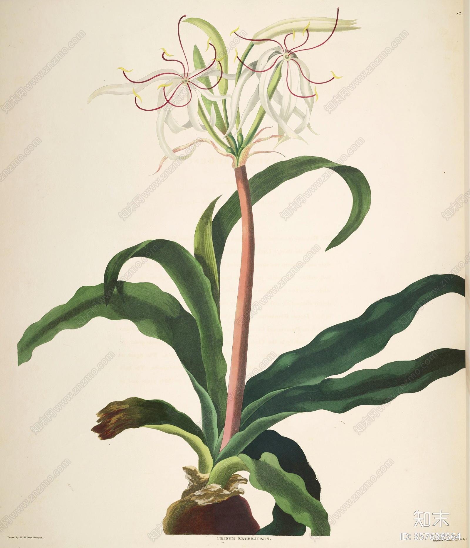 az中式意境抽象人物风景植物装饰画系列贴图下载