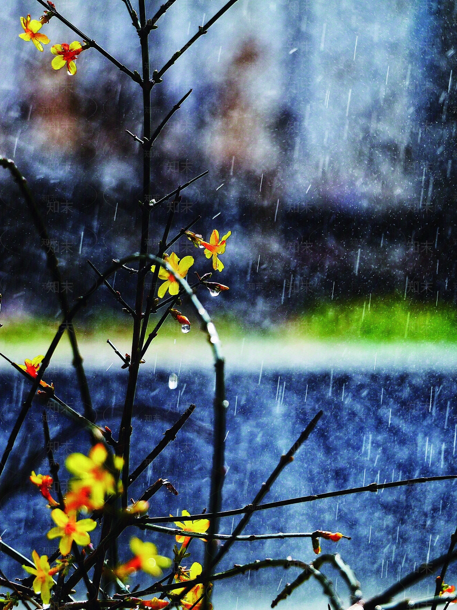 窗外雨后树木贴图下载【ID:257987989】