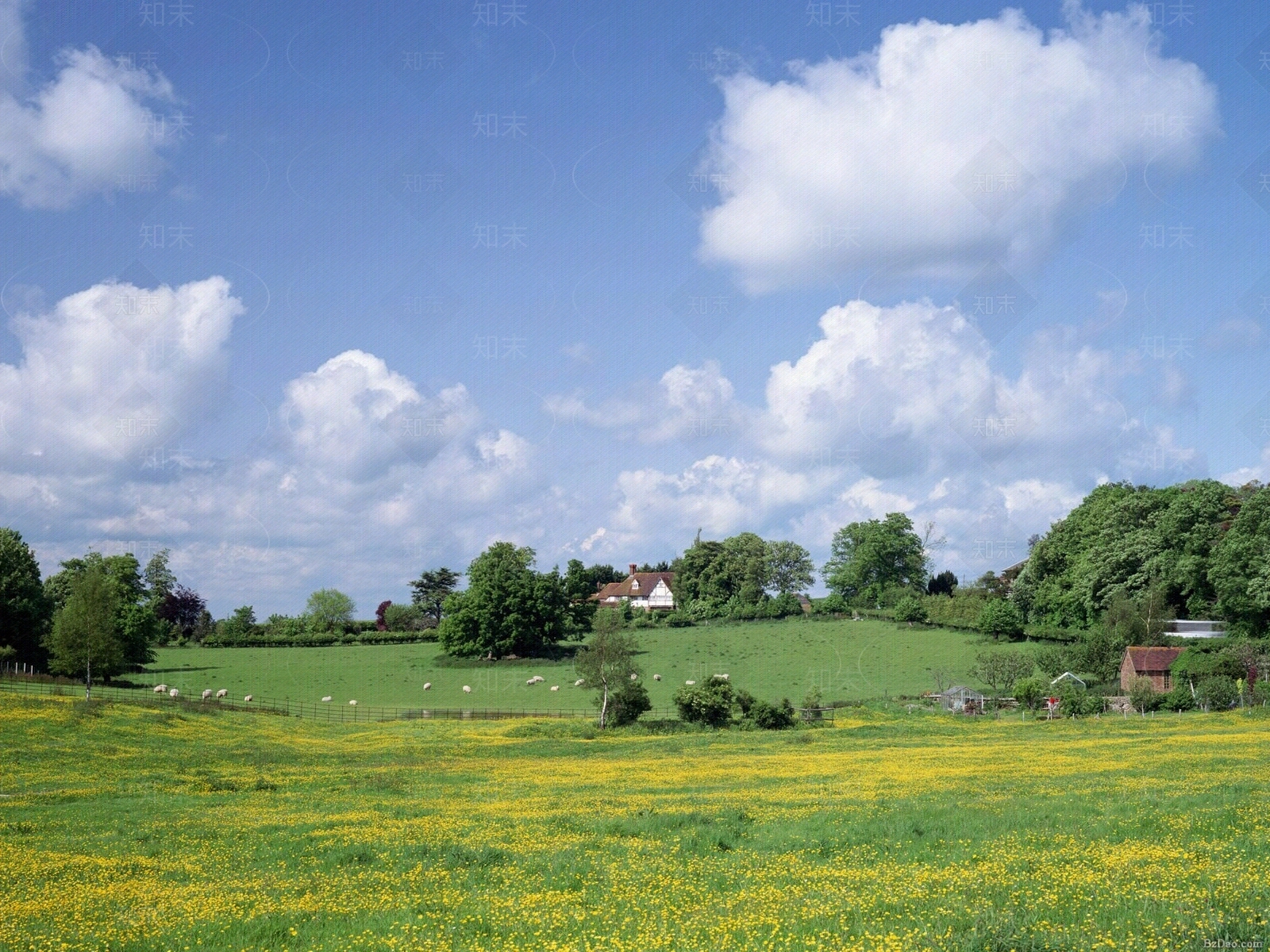 油菜花外景天空贴图下载【ID:857996206】