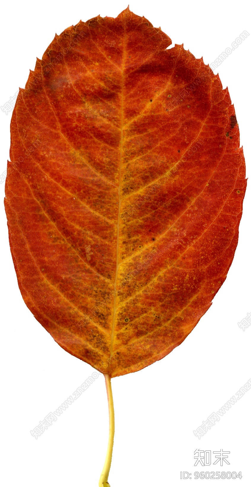 秋天树叶高清贴图贴图下载