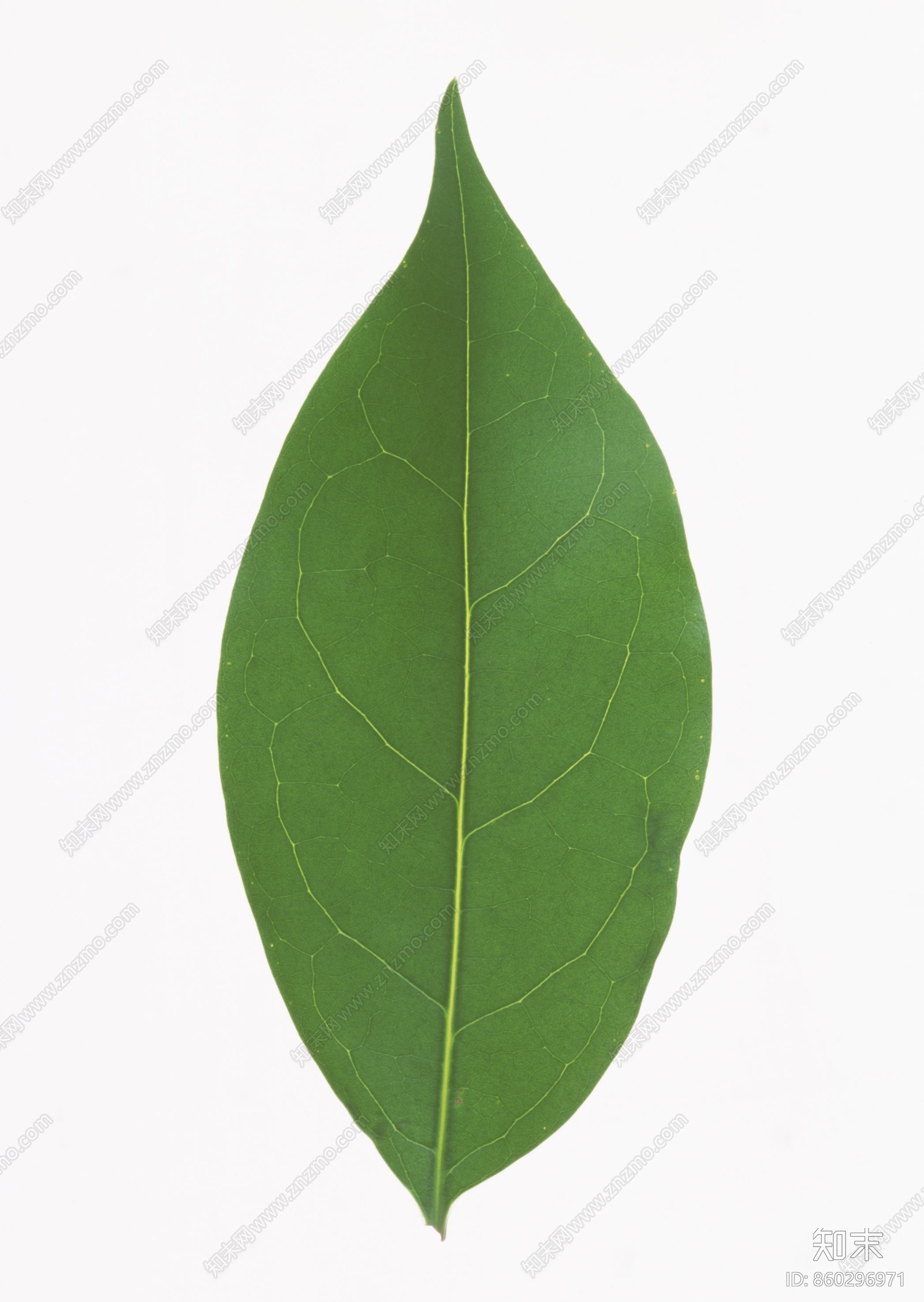 绿叶，树叶，叶子贴图下载【ID:860296971】_【知末网贴图库】