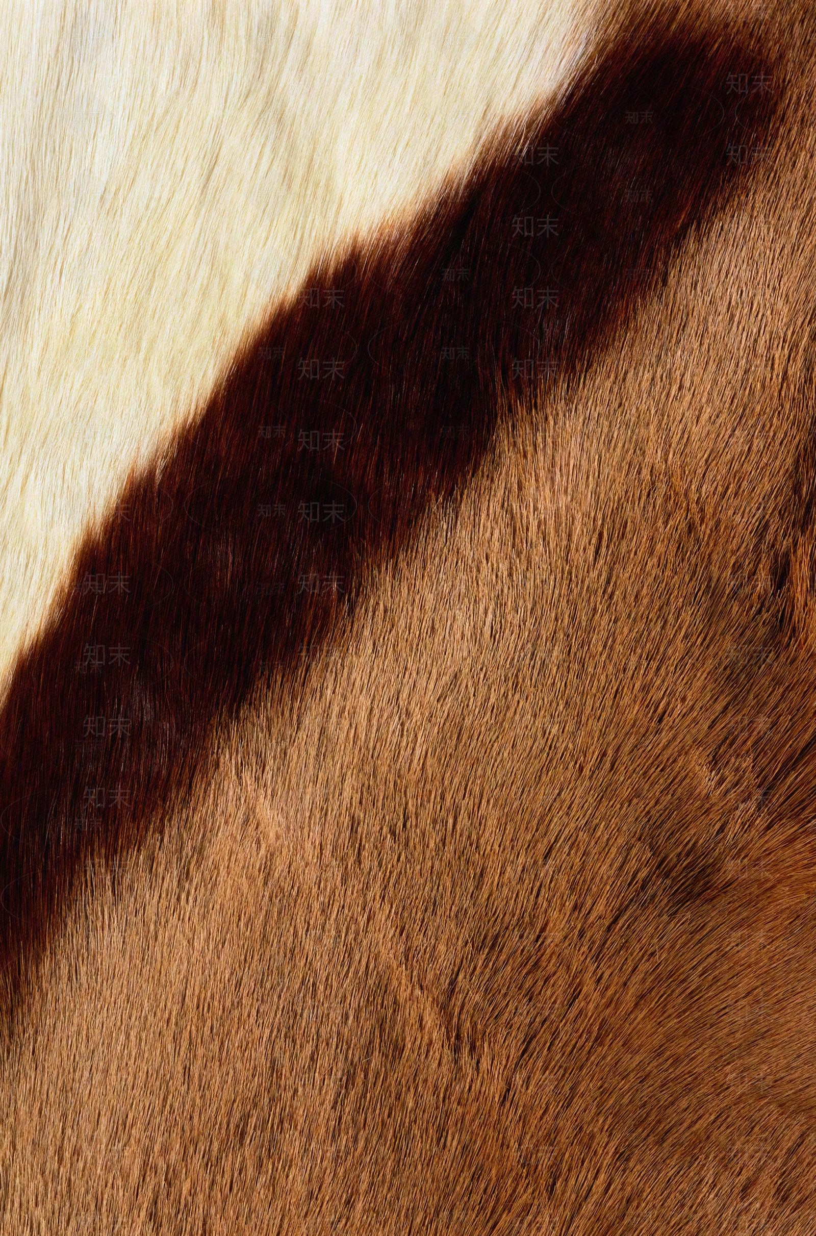 动物毛发地毯贴图下载