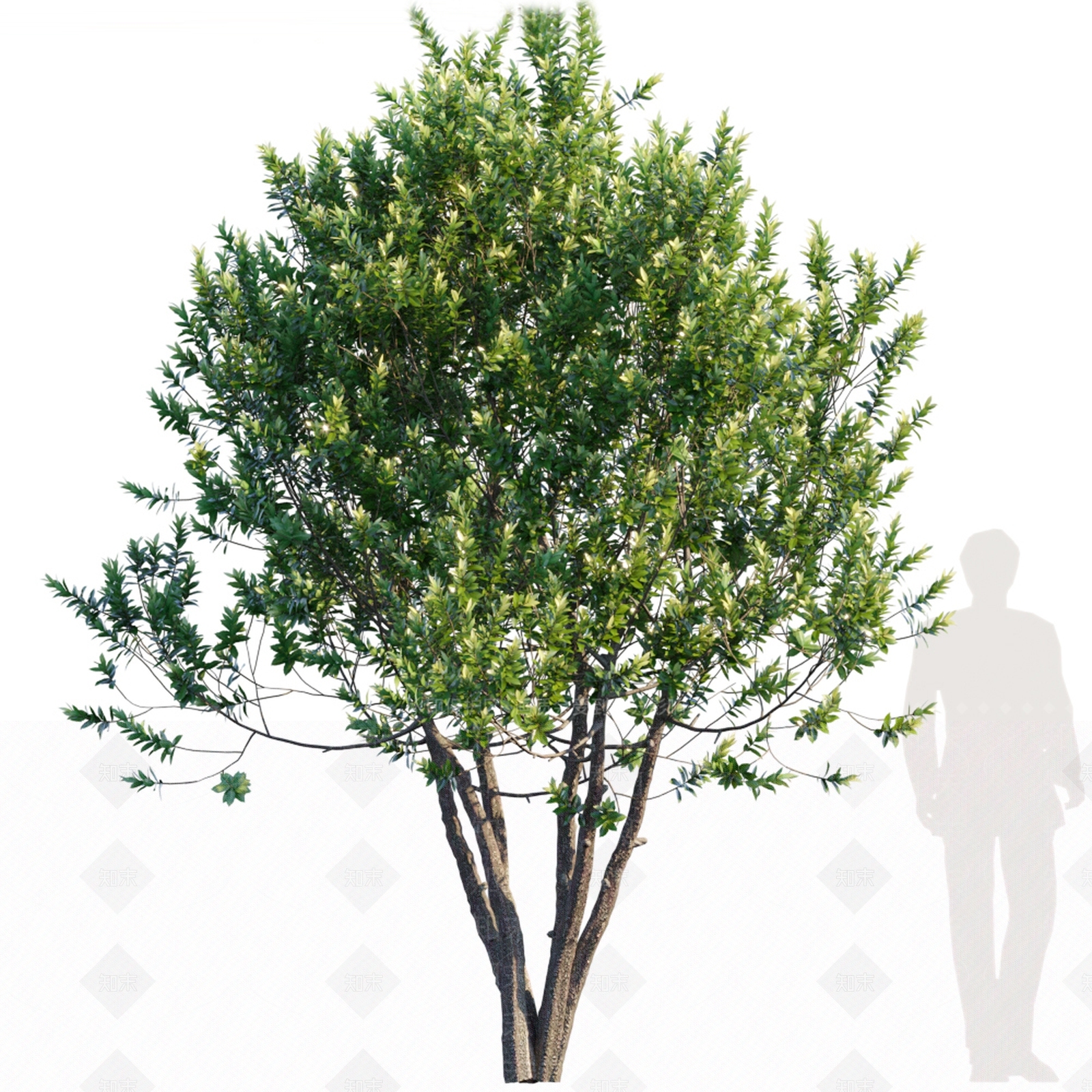 现代景观树3D模型下载【ID:360695982】