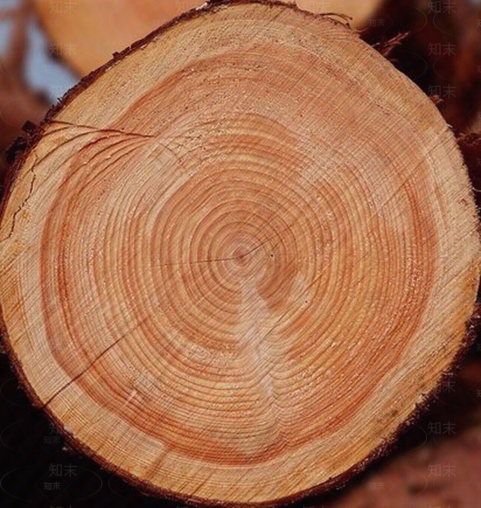 现代木纹贴图下载【ID:960867080】