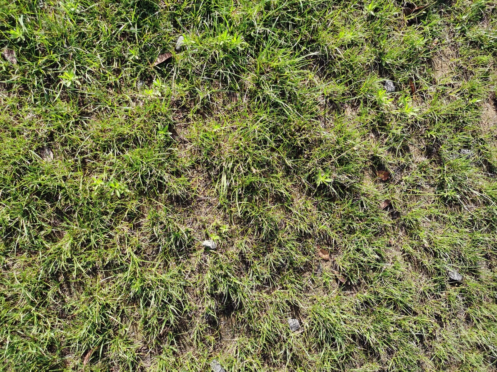 草坪贴图下载【ID:569435715】