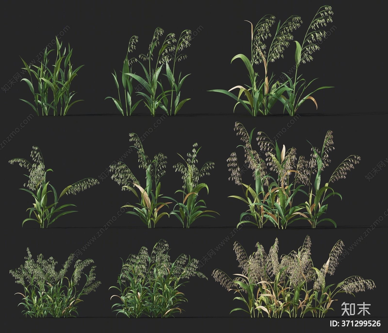 现代花草花卉3D模型下载【ID:371299526】