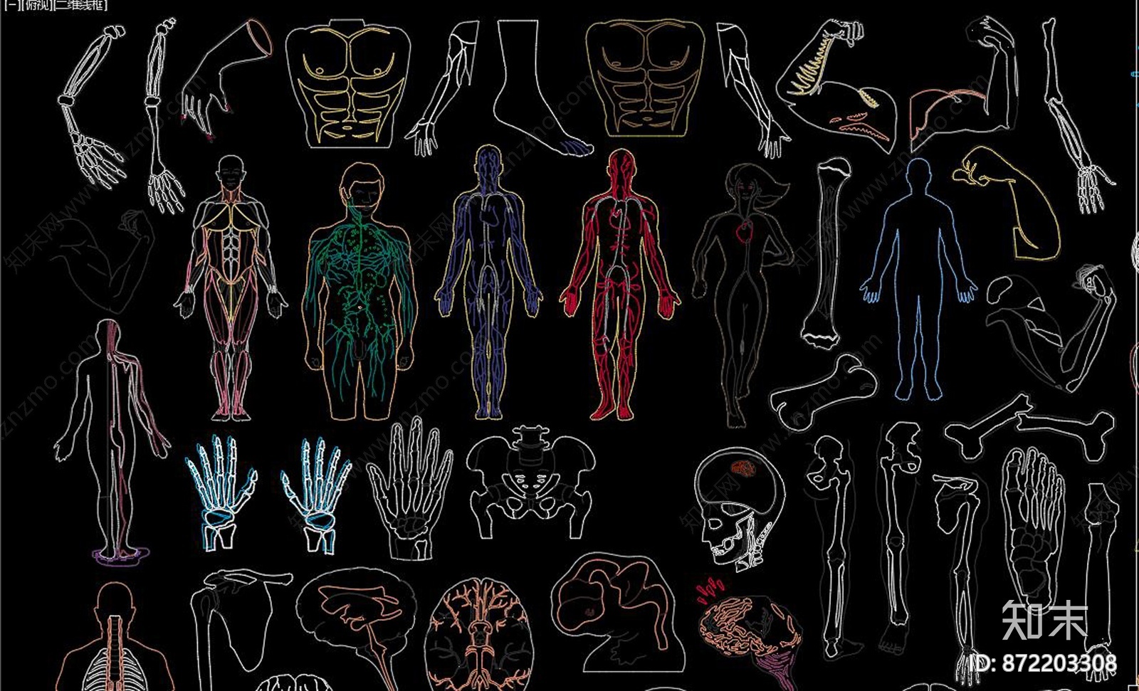 人体器官CAD图纸施工图下载【ID:872203308】