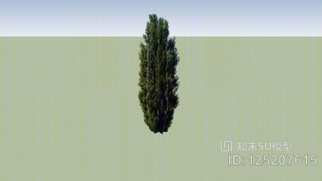 杨树SU模型下载【ID:125207615】