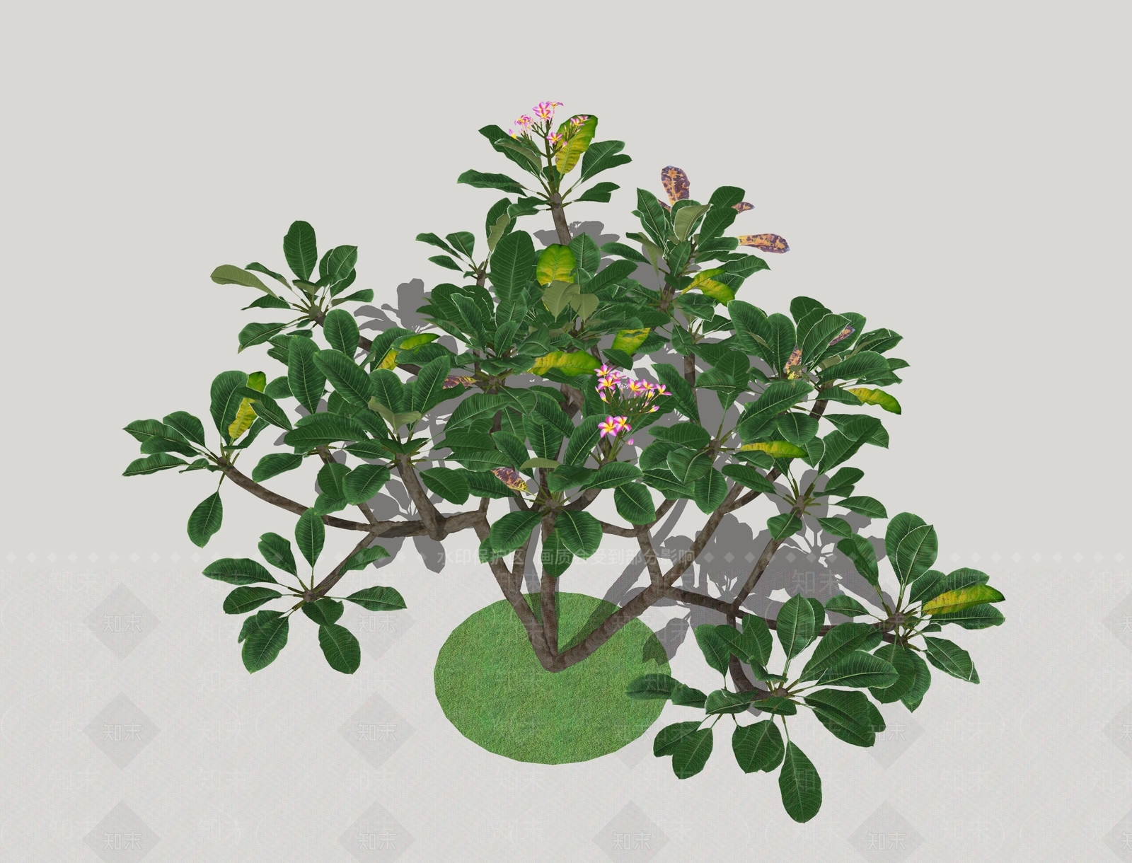 现代鸡蛋花SU模型下载【ID:473566495】