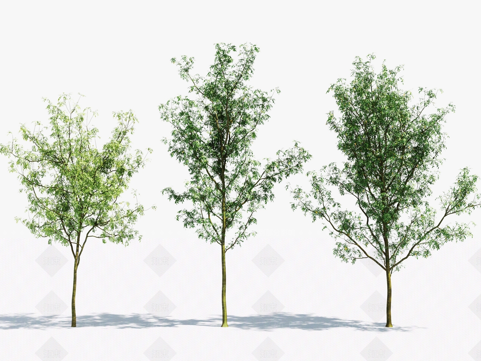 现代景观树3D模型下载【ID:374129632】