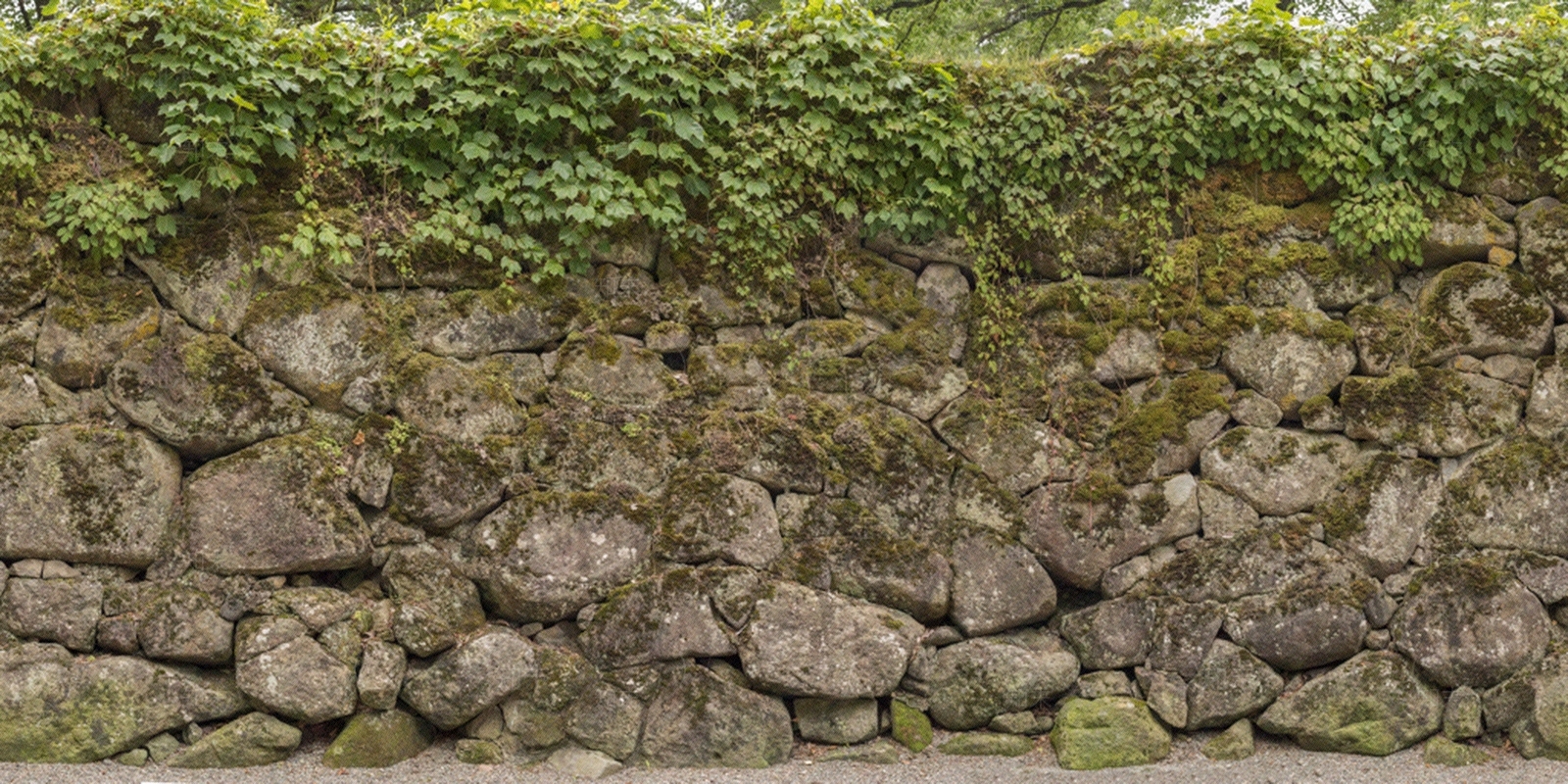 苔藓贴图下载【ID:975030306】