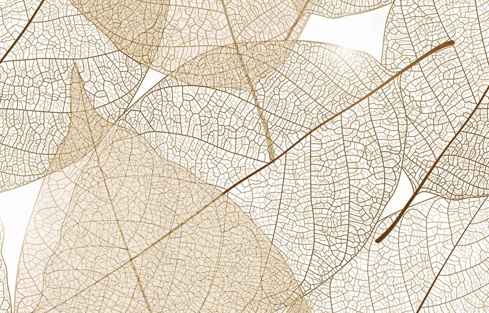 自然树叶肌理图贴图下载【ID:678074291】