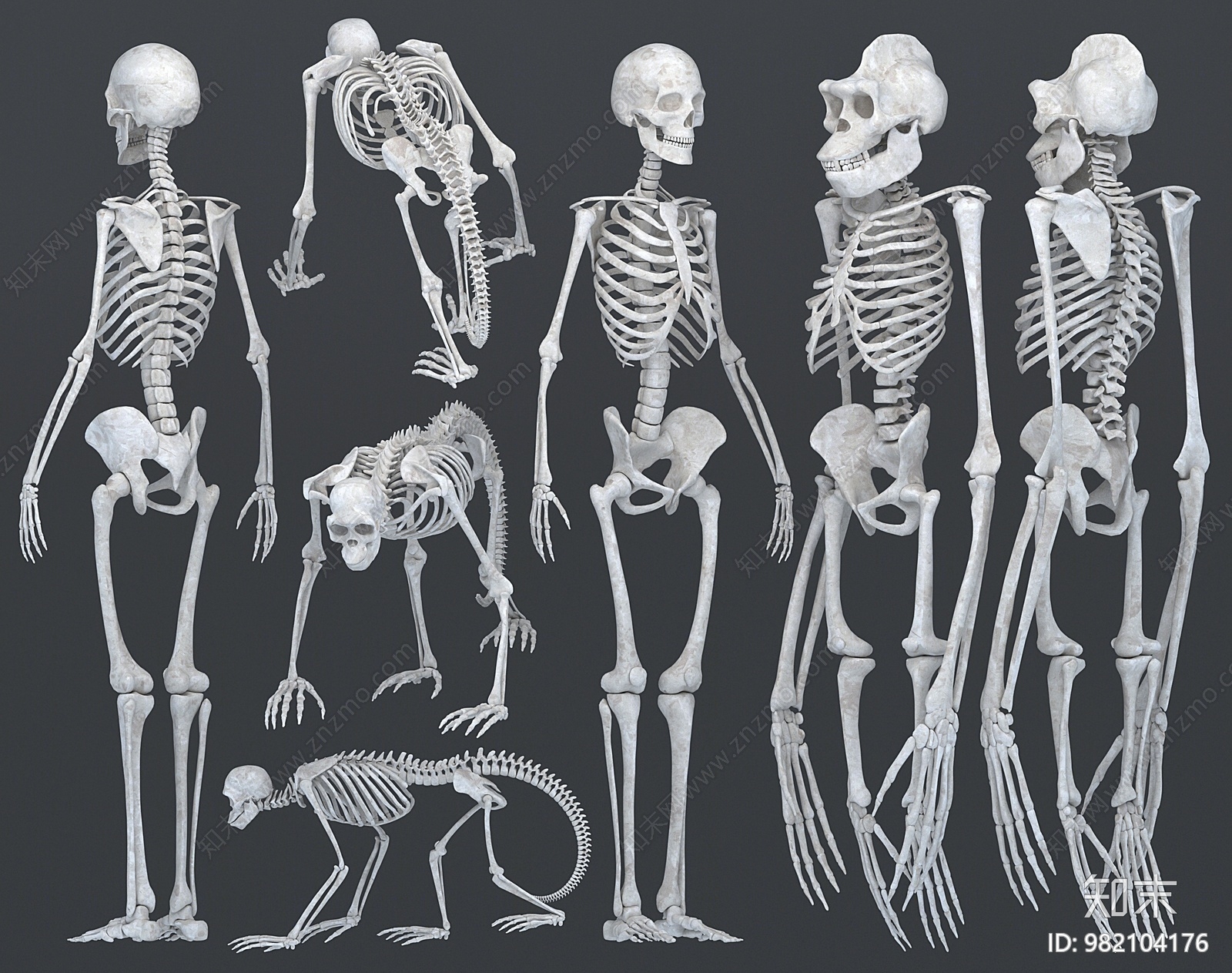 现代人类骨架3D模型下载【ID:982104176】