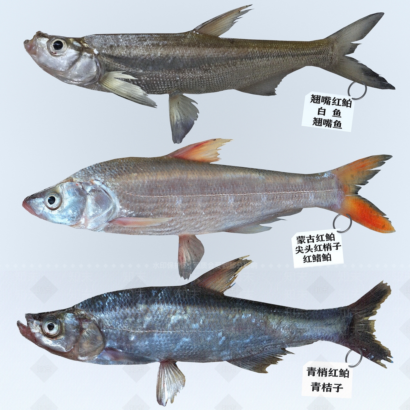 现代翘嘴红鲌3D模型下载【ID:682387190】