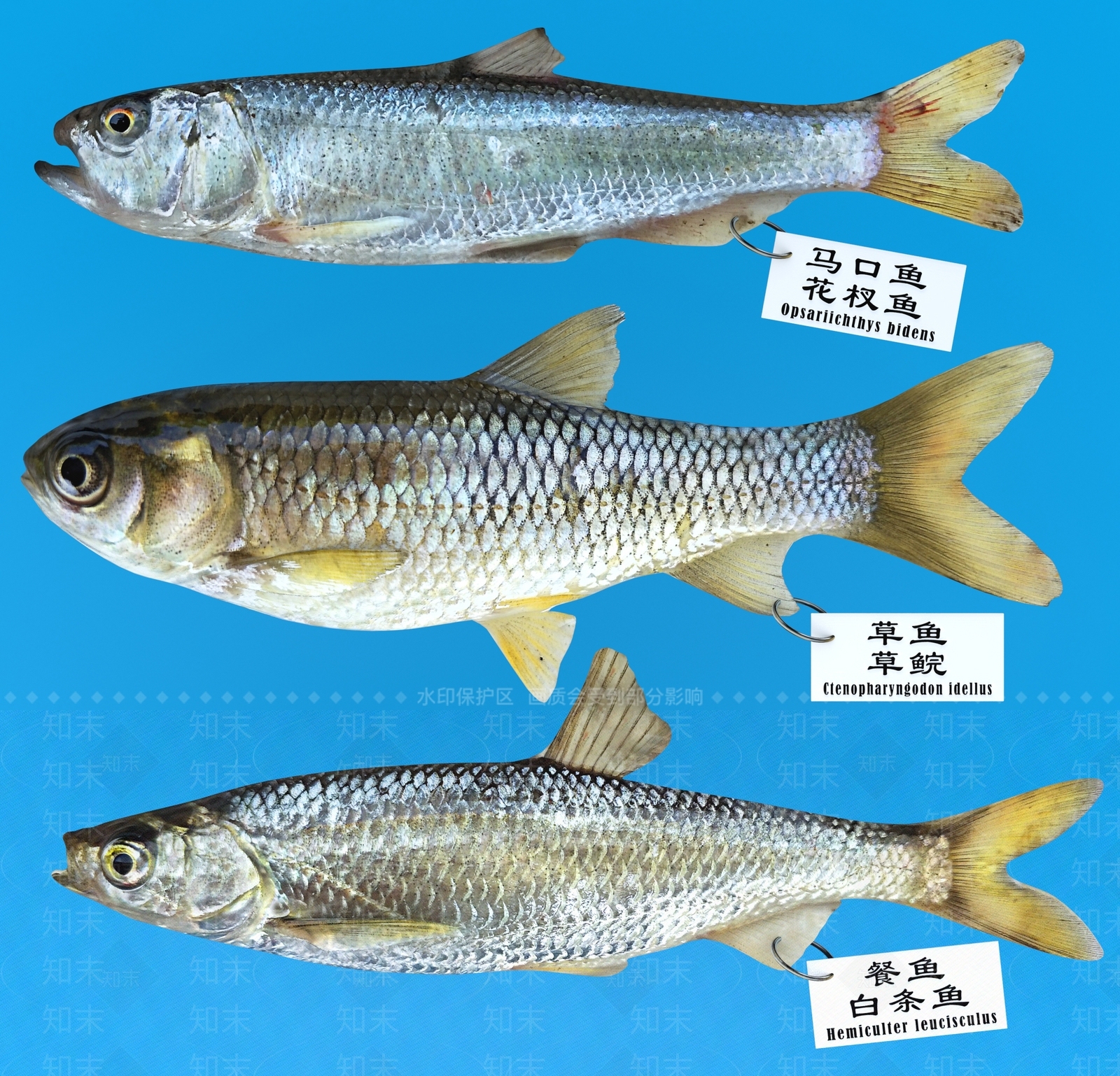 现代草鱼3D模型下载【ID:682388114】
