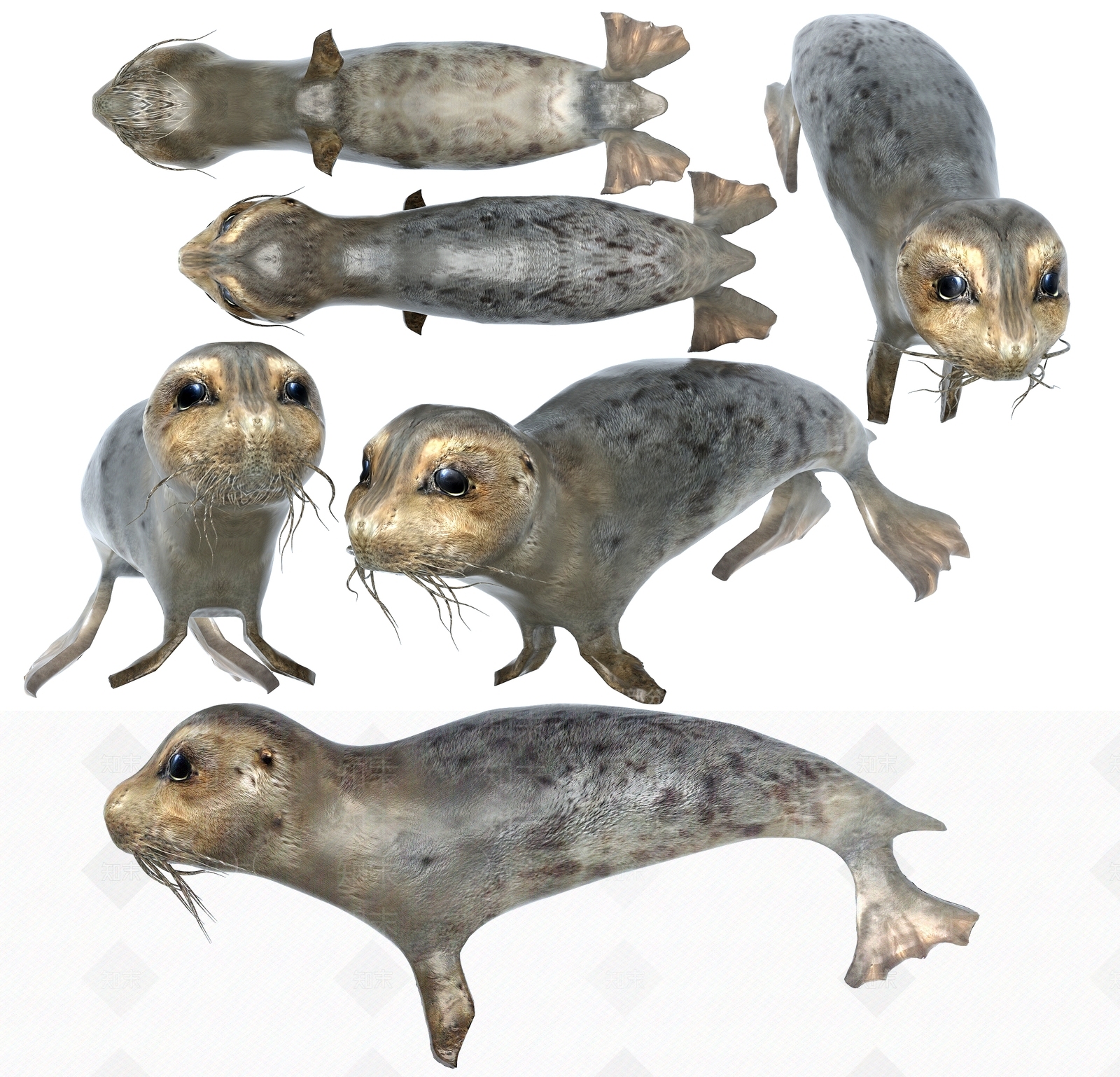 现代环斑海豹3D模型下载【ID:682388170】