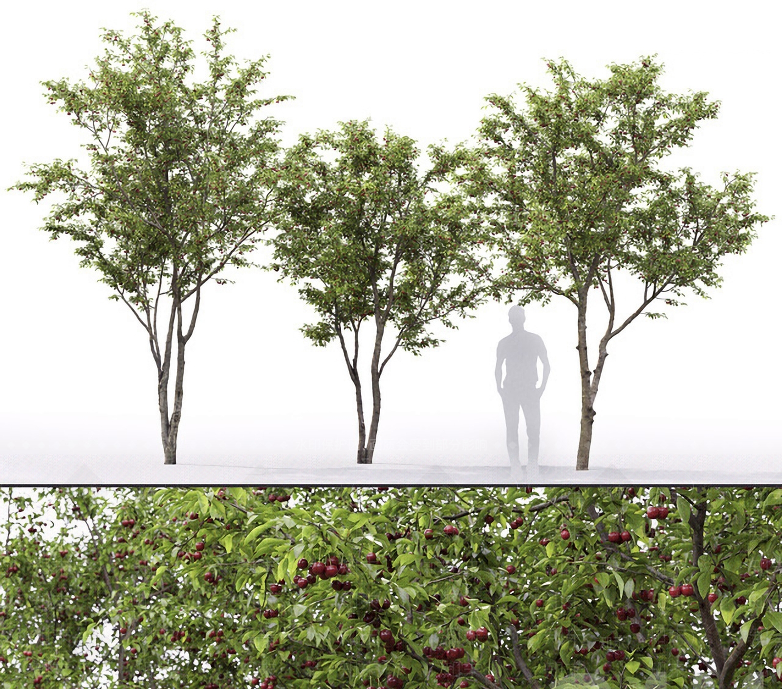 现代樱桃树3D模型下载【ID:382767668】