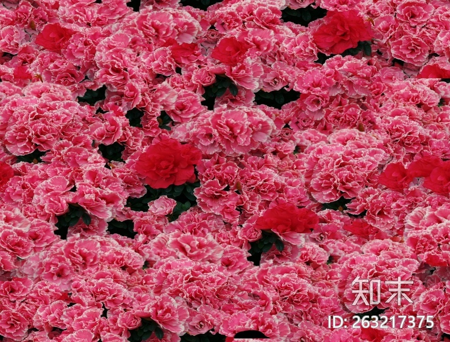 花床贴图下载【ID:263217375】