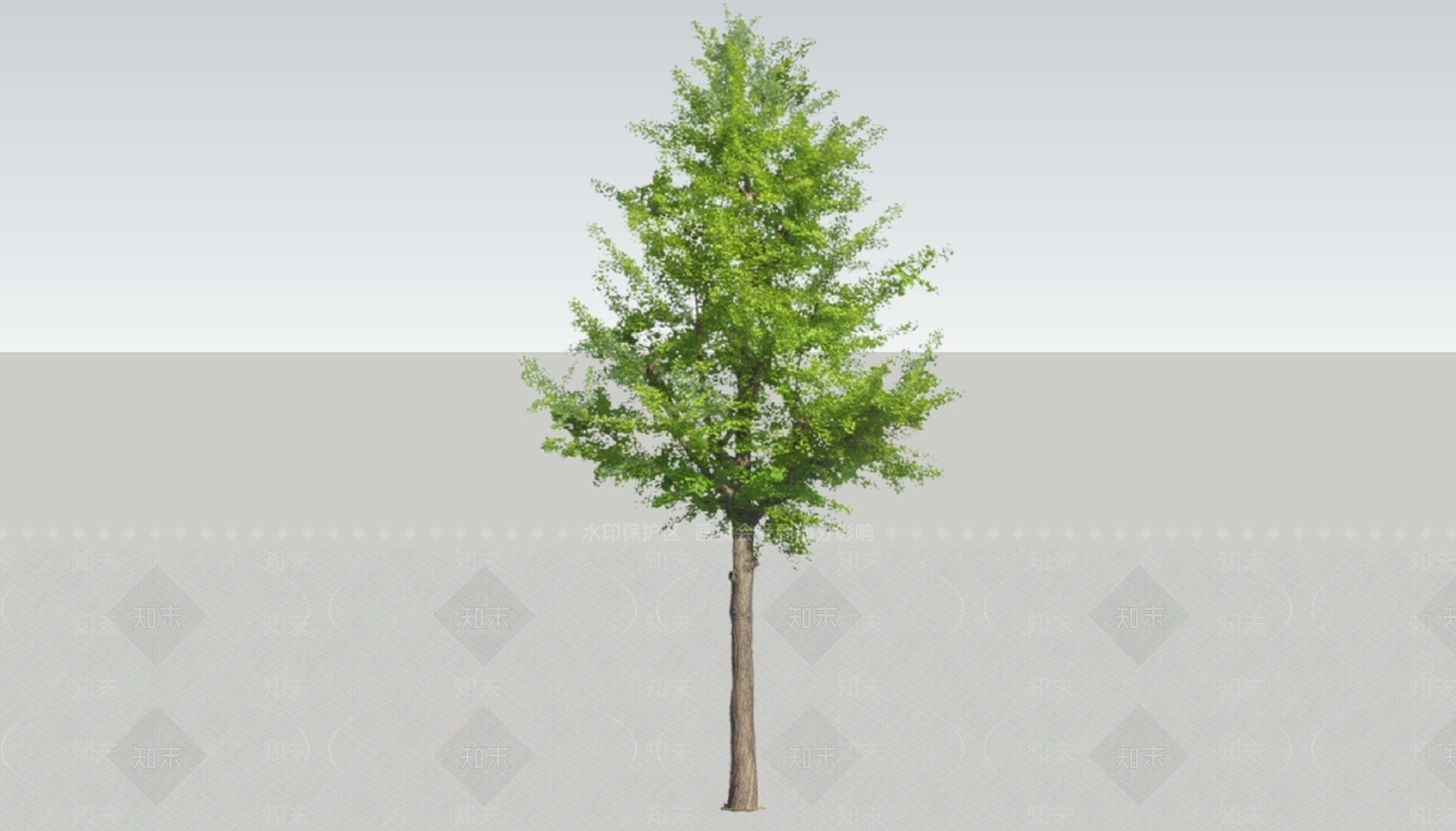 2D银杏树SU模型下载【ID:185058610】