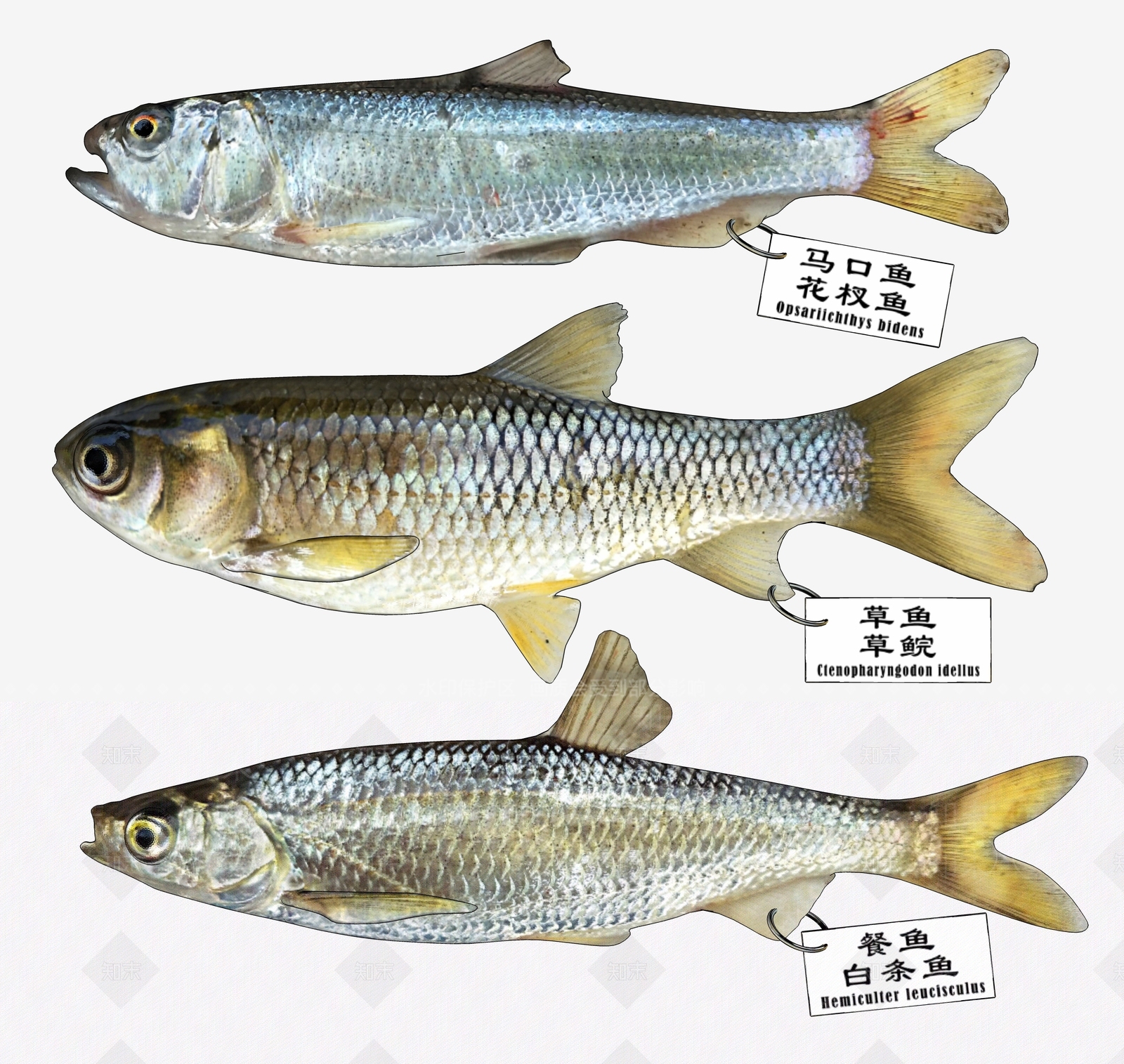 现代马口鱼SU模型下载【ID:785778683】