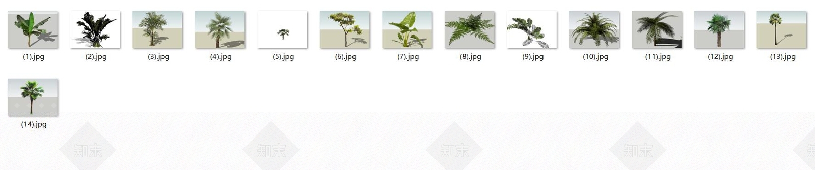 现代热带树SU模型下载【ID:188121678】