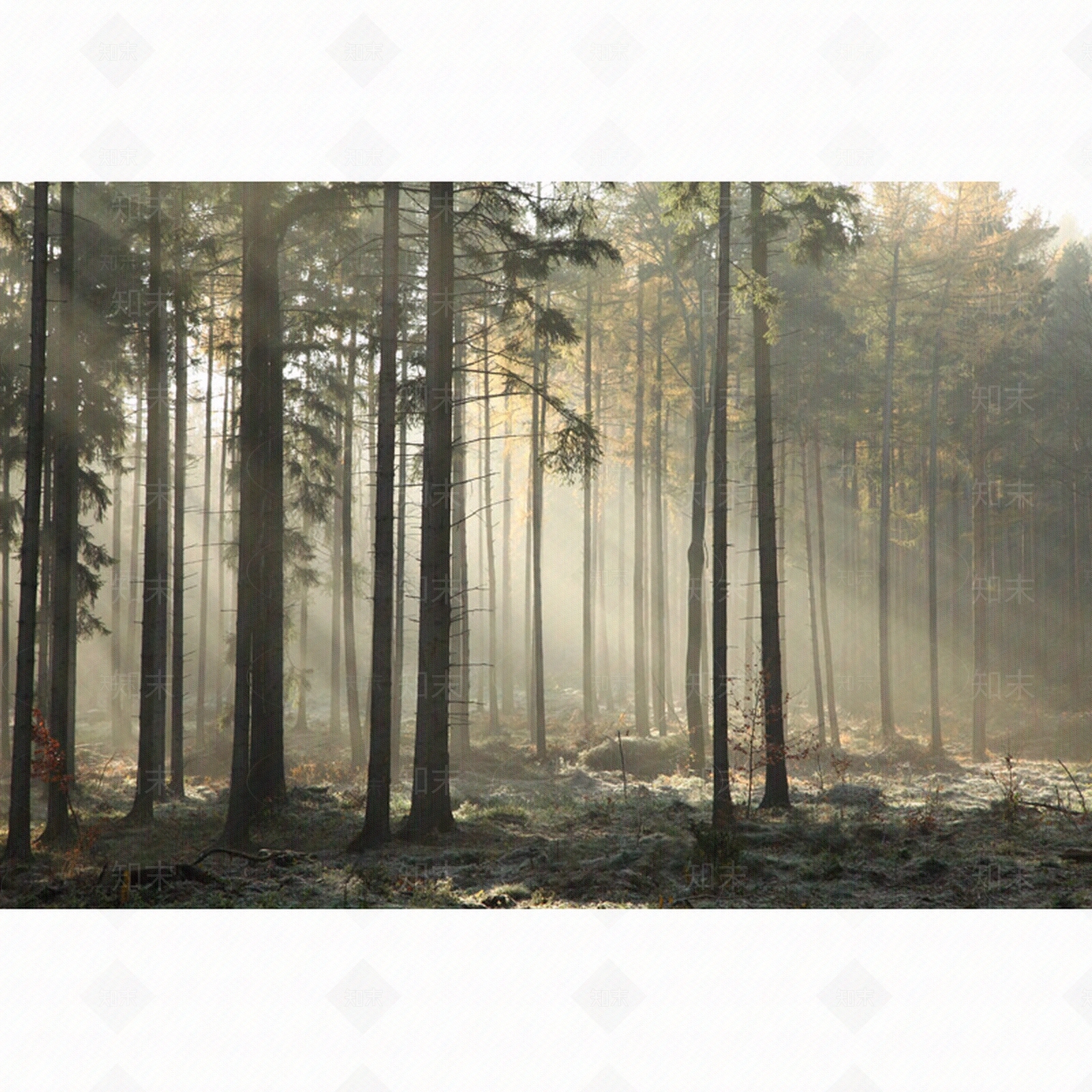 森林风景墙纸贴图下载【ID:391141024】