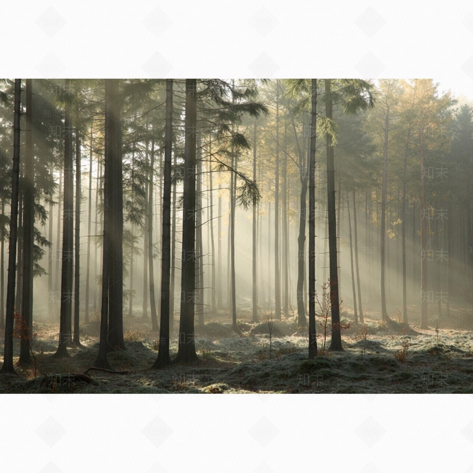 森林风景墙纸贴图下载【ID:1195315098】