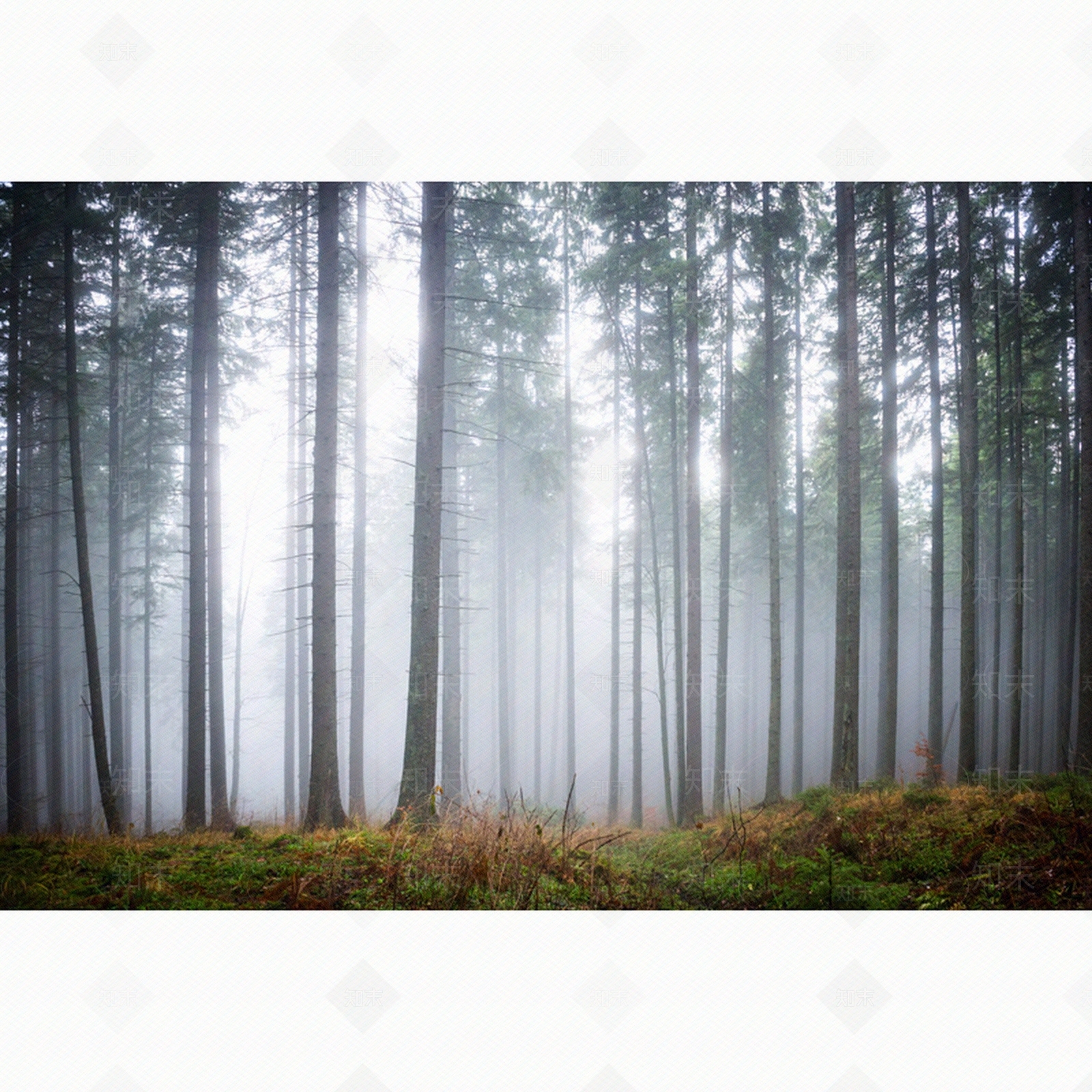 森林壁画贴图下载【ID:491141283】