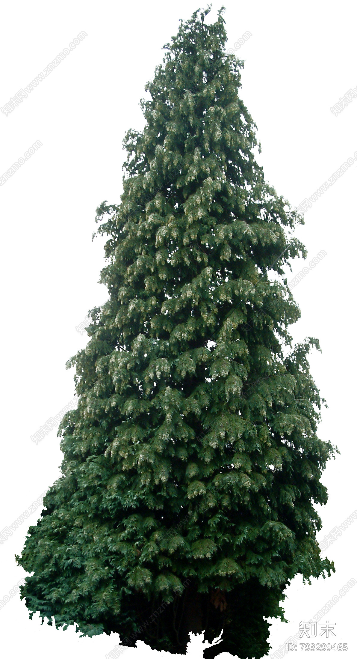 立面免扣图植物免抠图风露草免扣花卉 灌木菊花免抠图万寿菊树木植物