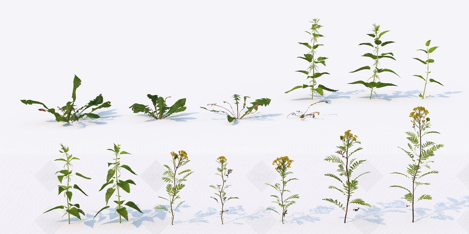 现代蒲公英3D模型下载【ID:393595553】