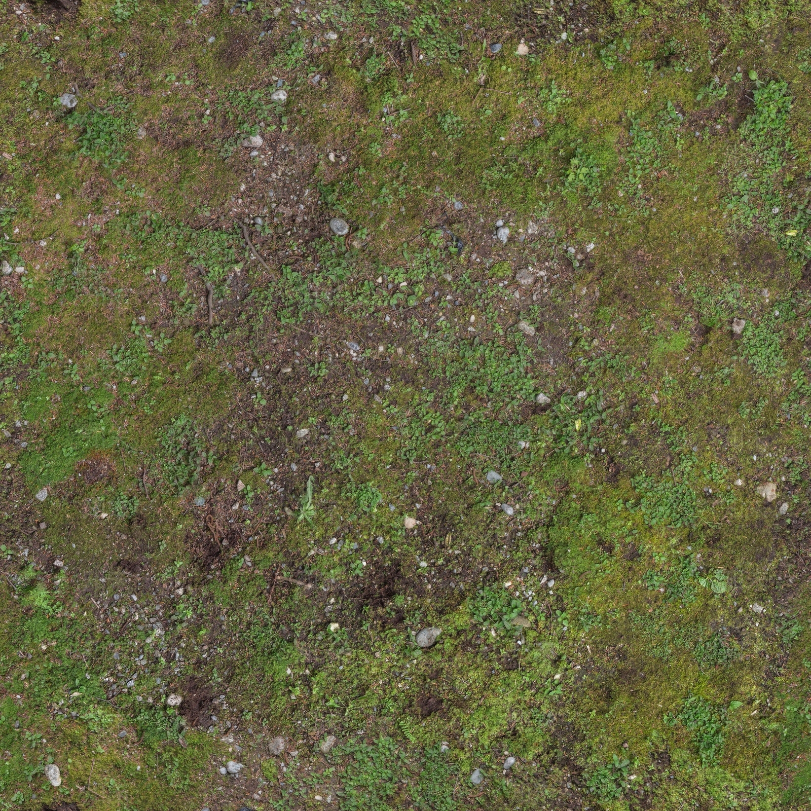 高清苔藓贴图下载【ID:594939794】