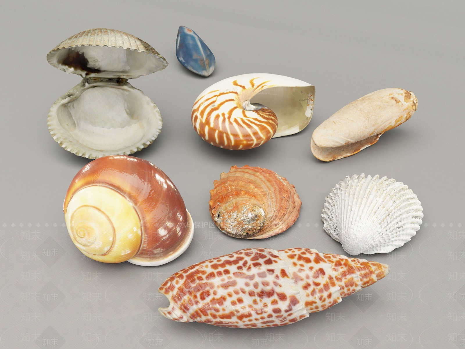 现代贝壳3D模型下载【ID:695390196】
