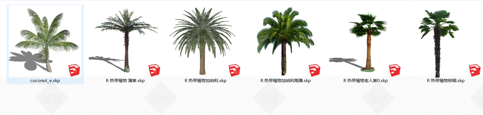 现代景观树热带植物SU模型下载【ID:196412973】