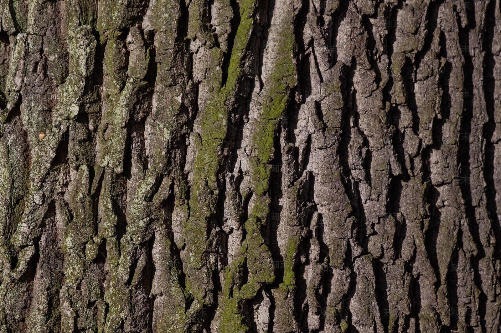 树干树皮贴图下载【ID:897295212】