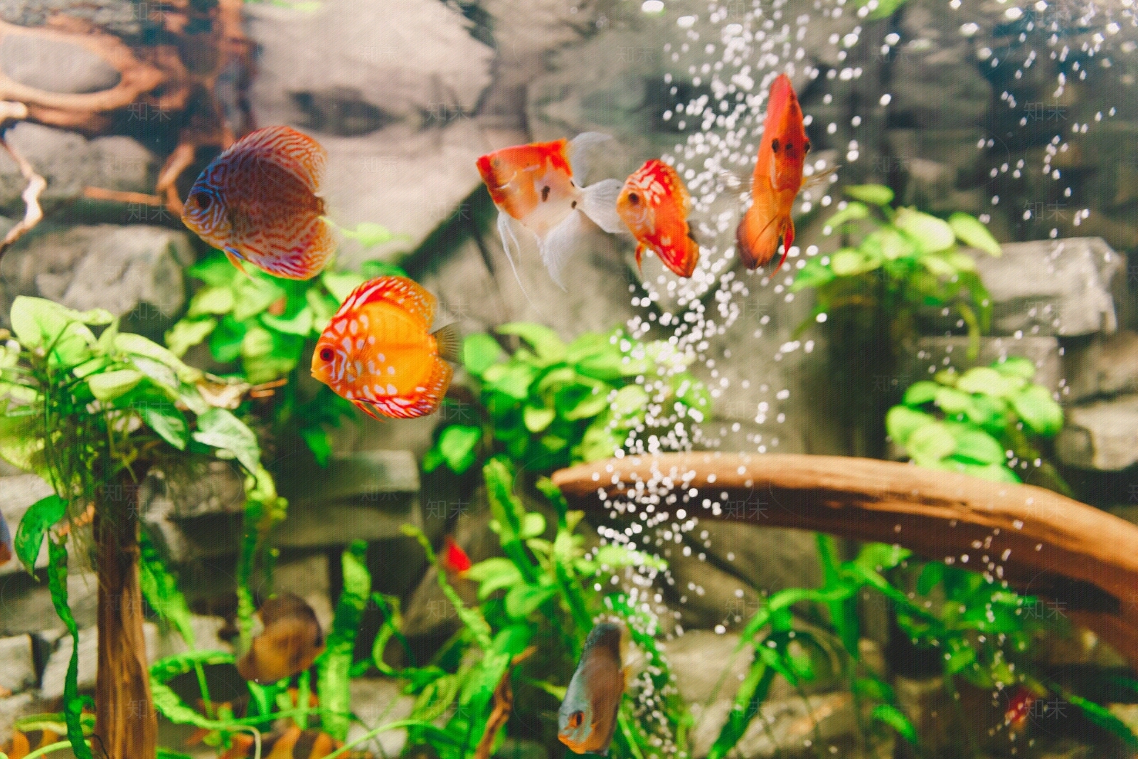 鱼缸背景玻璃贴图贴图下载【ID:1100599463】