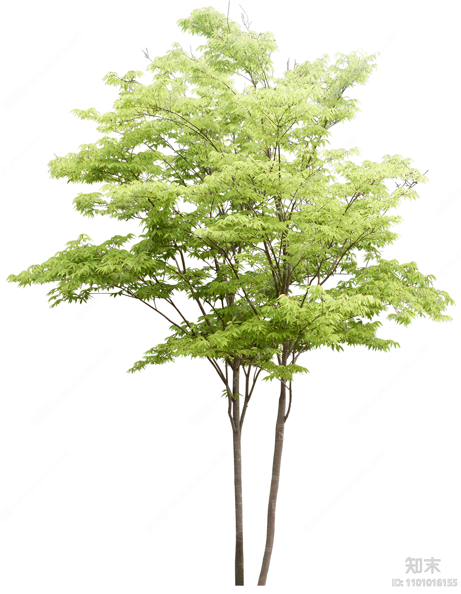 景观植物,绿化植物,树,免扣贴图贴图下载