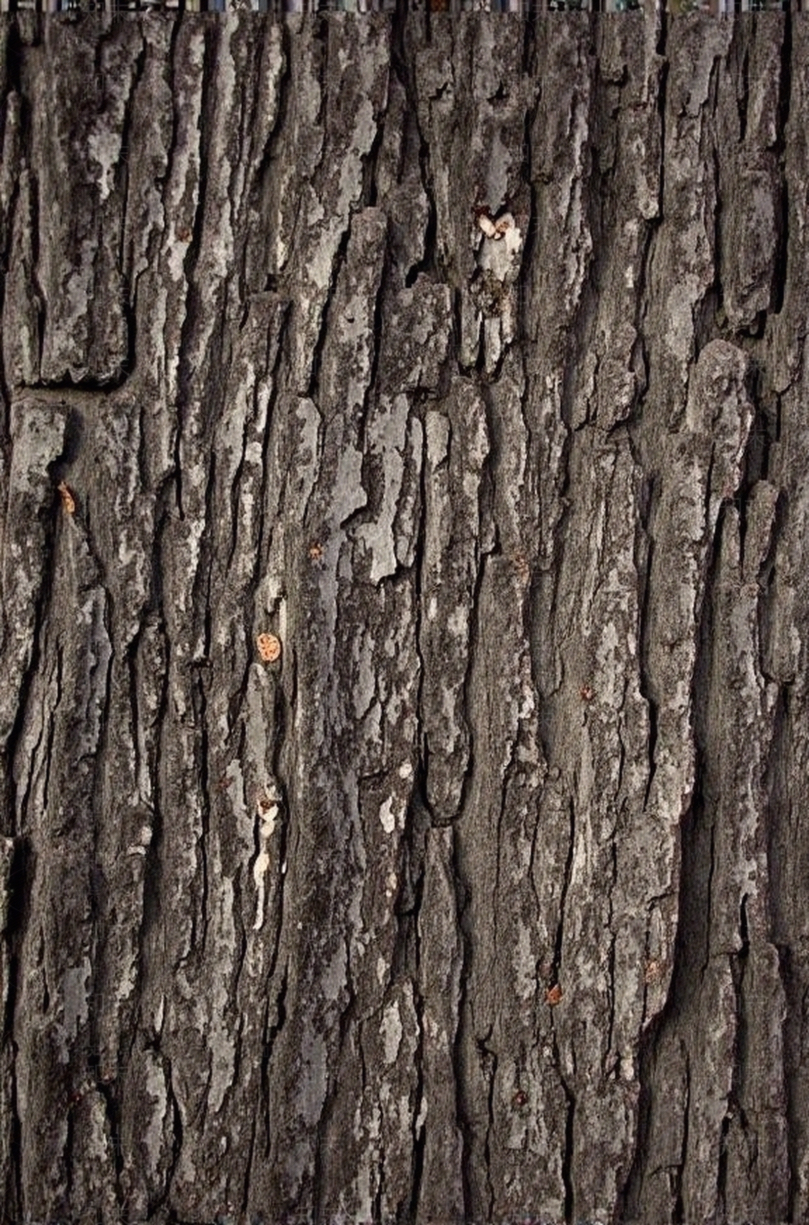 白杨树皮纹理贴图下载【ID:1195348518】