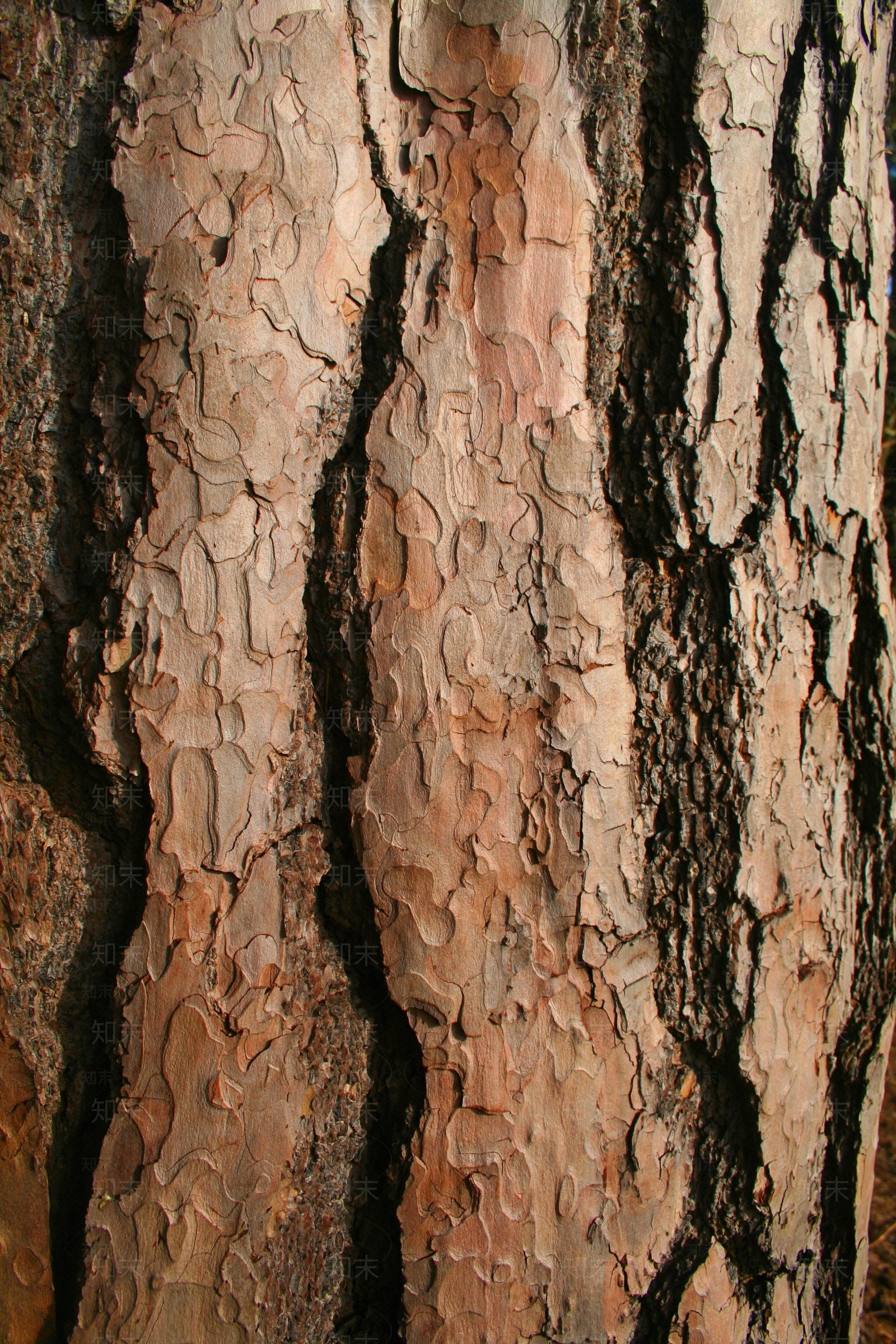 超清自然树干装饰纹理贴图下载【ID:1101993345】