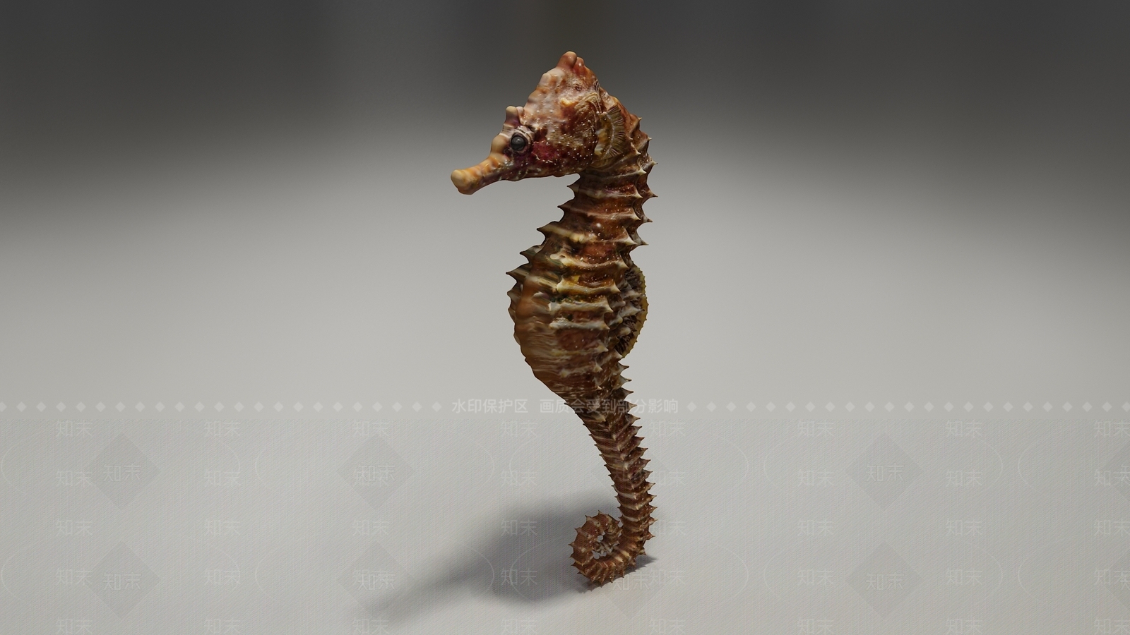 海马3D模型下载【ID:1103274890】