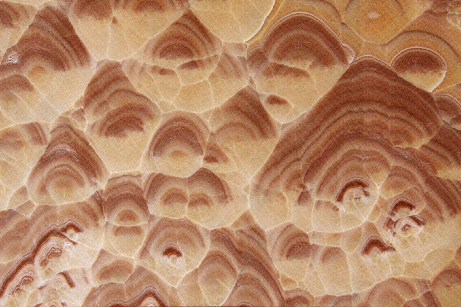 桔子玉贴图下载【ID:1104641229】