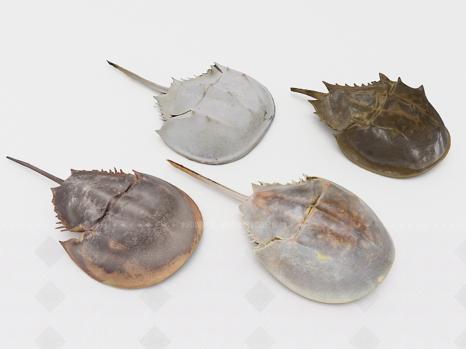 现代鲎3D模型下载【ID:1104840947】