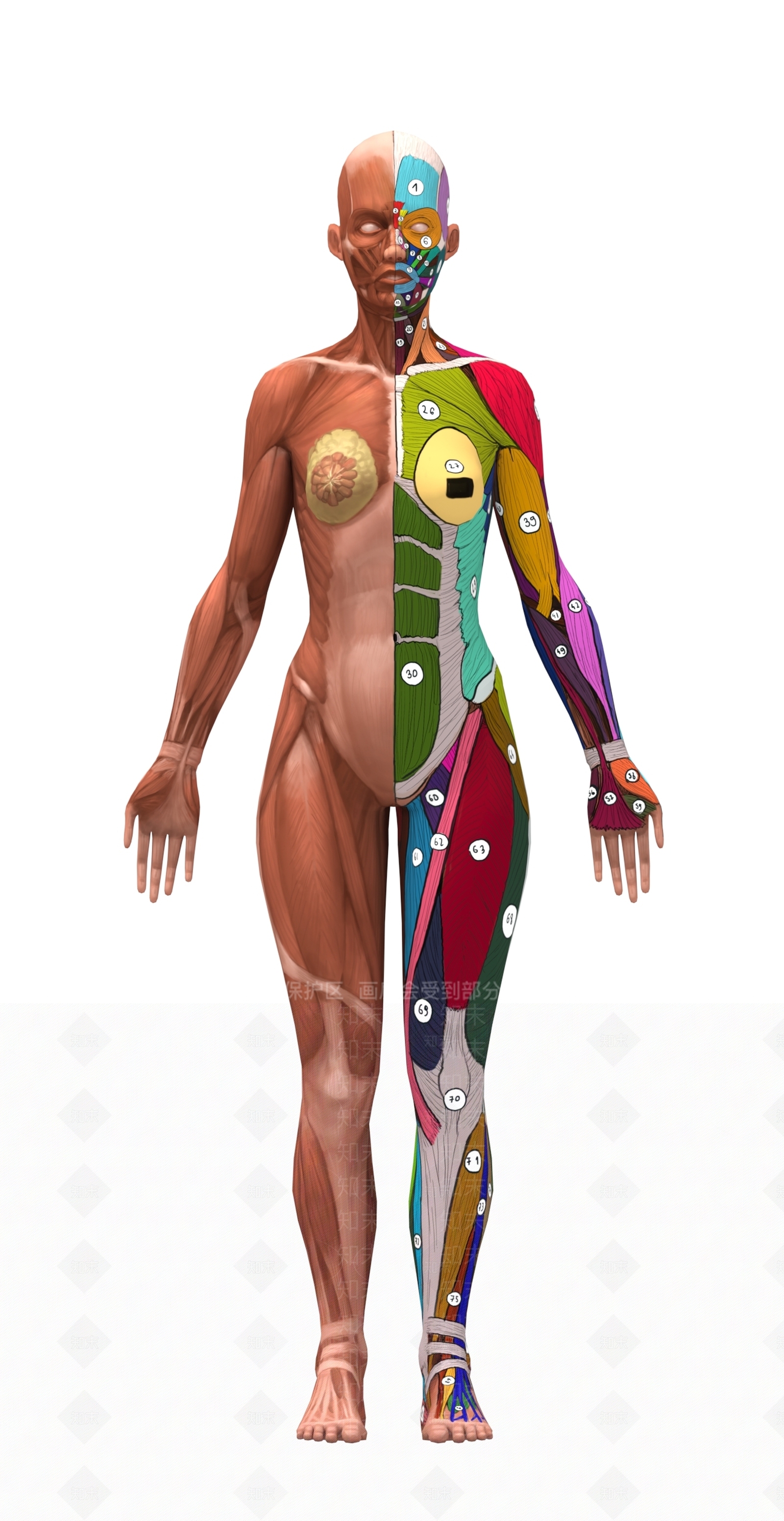 医用人体结构3D模型下载【ID:1104911805】