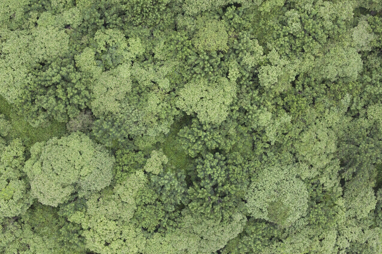 自然森林鸟瞰素材贴图下载【ID:1104930651】