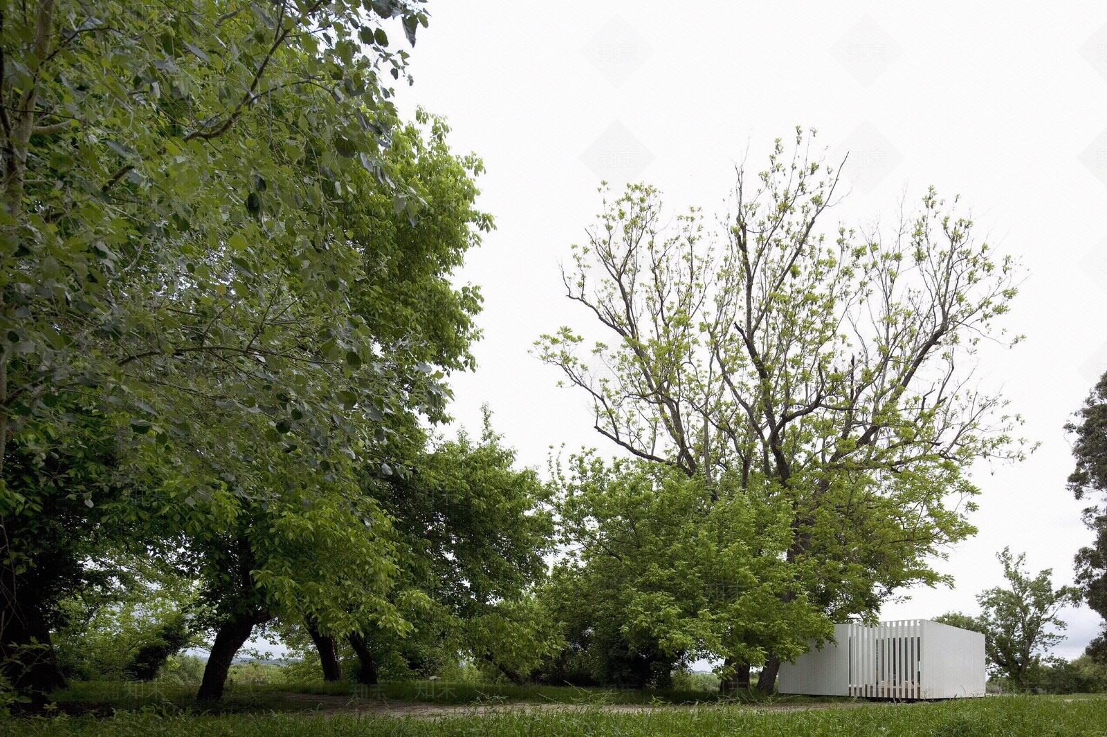 植物贴图下载【ID:1104944710】