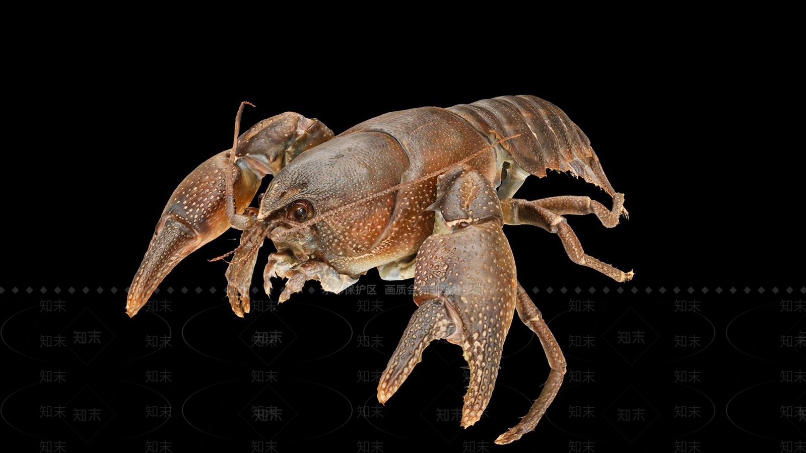 现代小龙虾3D模型下载【ID:1105456981】