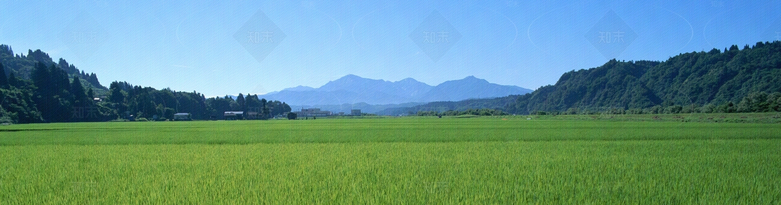 蓝天麦田贴图下载【ID:1105821793】