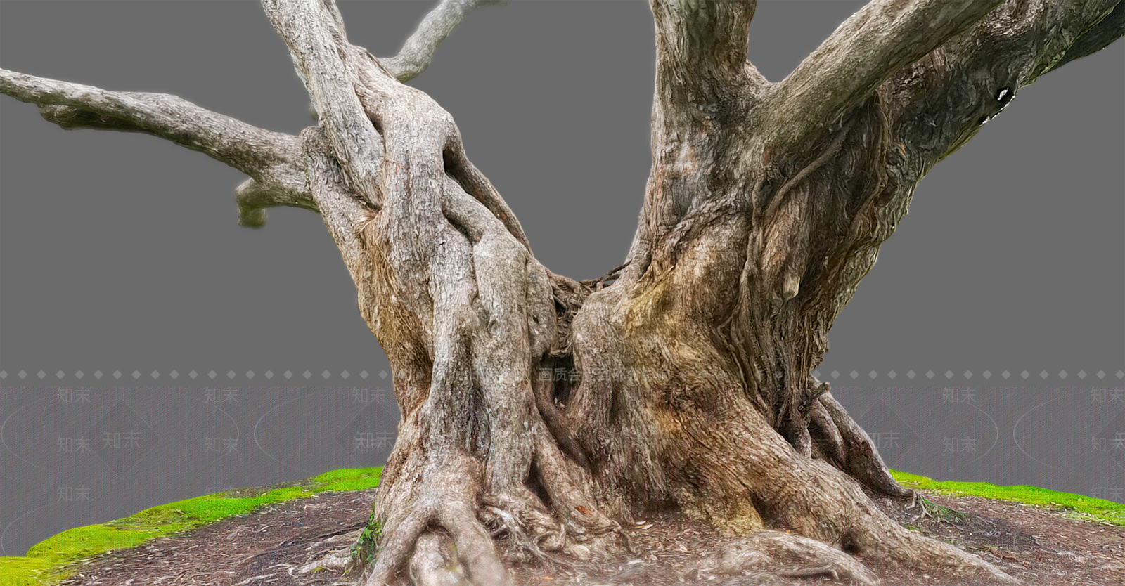 树干3D模型下载【ID:1106607529】